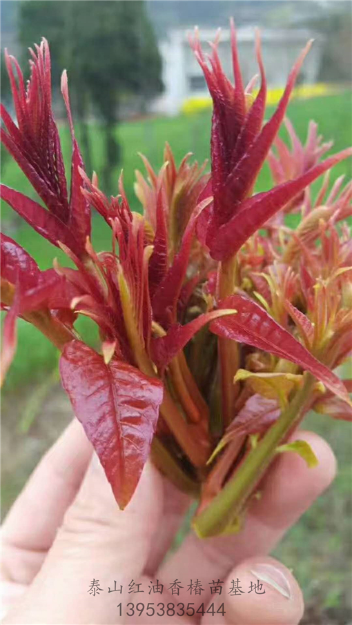 红油香椿