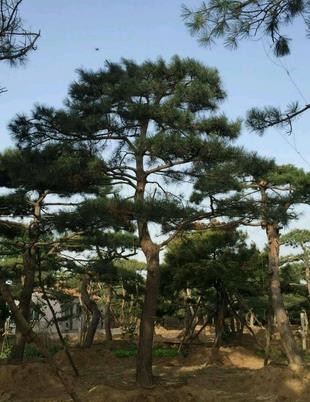 山东景松 山东景松
