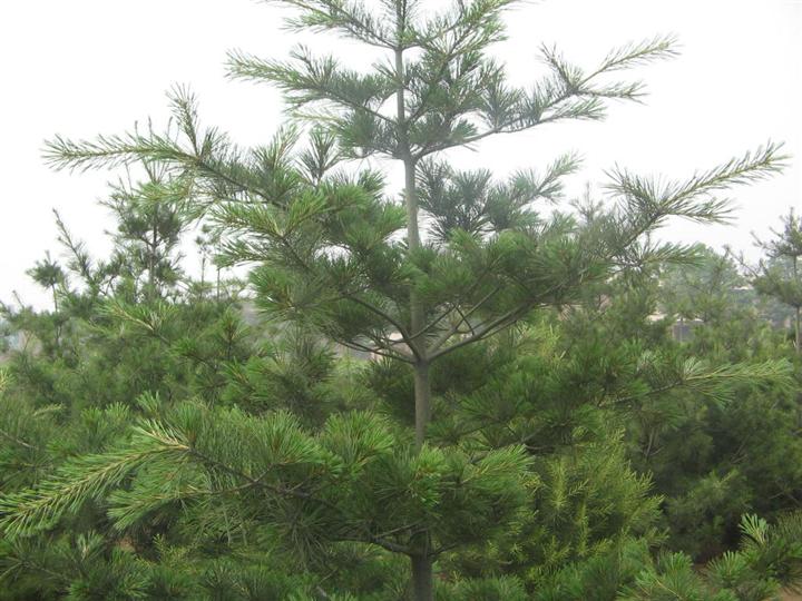 泰安华山松价格 泰安华山松价格