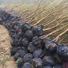 桃树苗批发 桃树苗批发