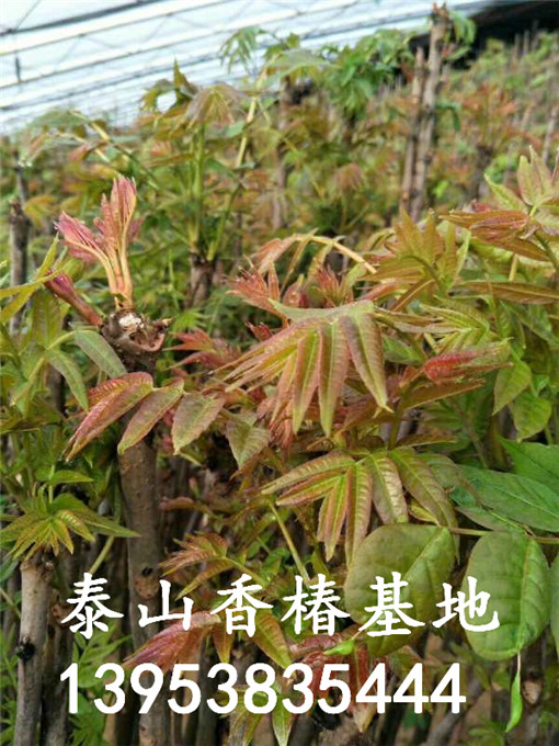 红油香椿树苗 红油香椿树苗