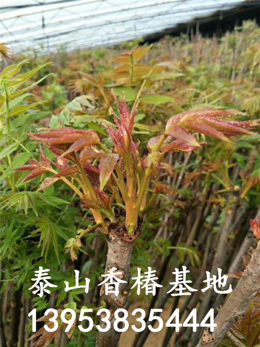 矮化香椿树苗 矮化香椿树苗