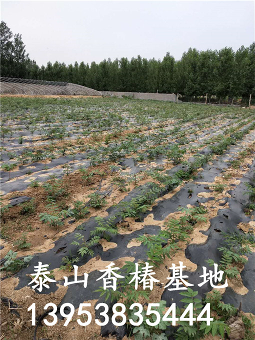 矮化香椿树苗 矮化香椿树苗