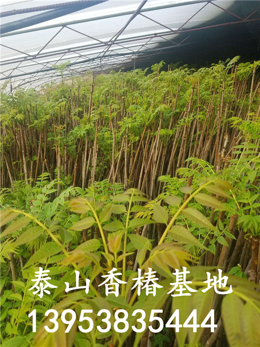矮化香椿树苗 矮化香椿树苗