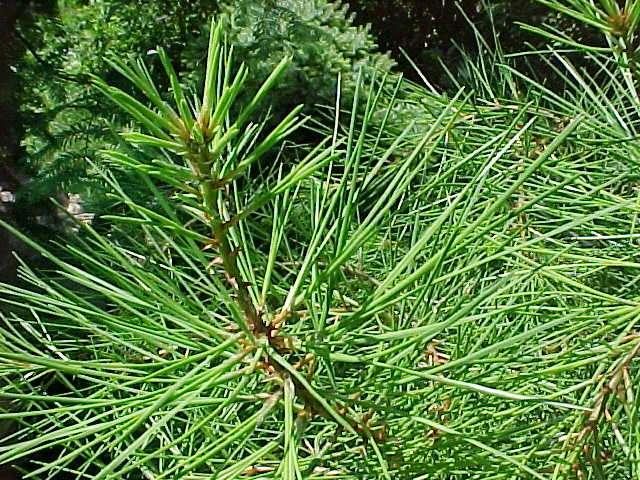 泰安白皮松基地介绍白皮松的定植技术